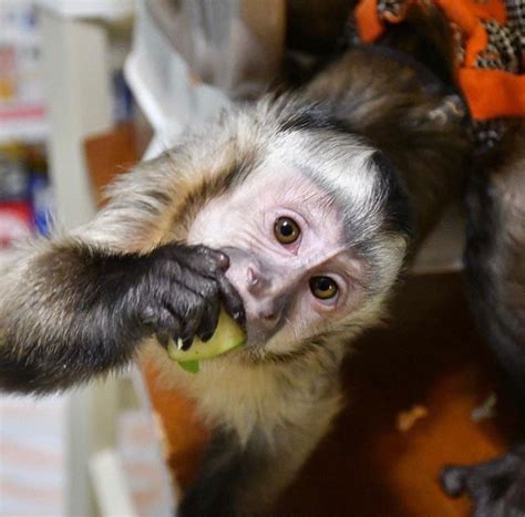 the best breeder ever From the beginning to the end, Starburk Exotics took special care in guiding us through the capuchin monkey adoption process. . Capuchin breeders in texas